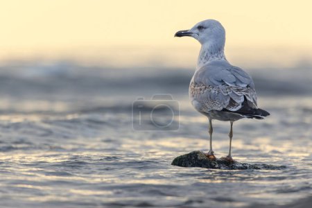 Photo for Seagull on the beach sand against the sea. - Royalty Free Image