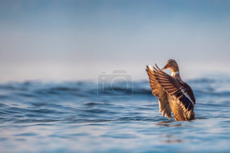 Photo for Wildlife water duck floating in the blue sea water - Royalty Free Image