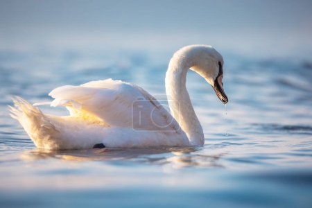 Téléchargez les photos : White swan in the sea water, sunrise shot - en image libre de droit