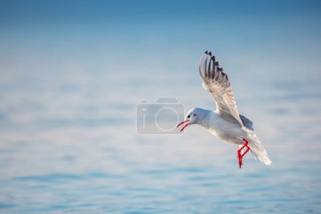 Photo for Wildlife seagull bird flying over sea water - Royalty Free Image