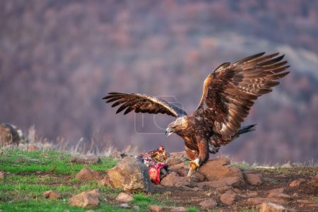 Téléchargez les photos : Golden eagle bird, wild raptor and dangerous predator, eating prey in nature - en image libre de droit
