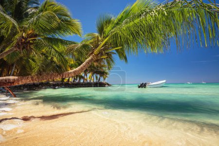 Photo for Palm trees on wild tropical beach and speed boat in caribbean sea, La Romana, Punta Cana, Saona island,  Playa Bayahibe, Dominican Republic - Royalty Free Image