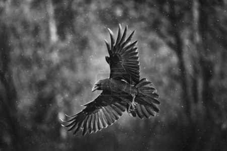 Téléchargez les photos : Volant oiseau corbeau noir (Corvus corax) avec ailes ouvertes et bokeh de pluie, la faune dans la nature - en image libre de droit