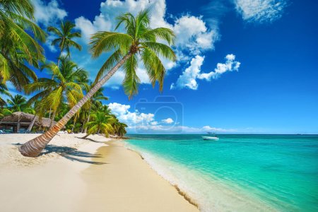 Téléchargez les photos : Tropical island beach shore with exotic palm trees, clear water of caribbean sea and white sand. Playa Bavaro, Saona, Punta Cana, Dominican Republic - en image libre de droit