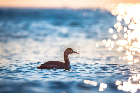 Téléchargez les photos : Great crested grebe floating in the sea water during sunrise - en image libre de droit