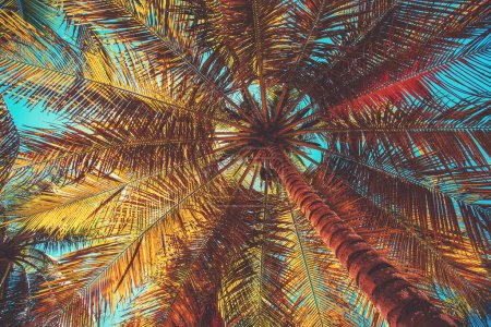 Foto de Palmera de coco contra el cielo azul soleado en una playa de isla tropical - Imagen libre de derechos