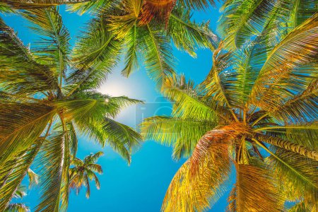 Téléchargez les photos : Palmiers sur la plage tropicale, République Dominicaine - en image libre de droit