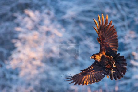 Foto de Pájaro cuervo negro volador (Corvus corax) con alas abiertas y copos de nieve bokeh, fauna en la naturaleza - Imagen libre de derechos