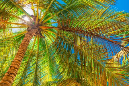 Photo for Palm trees on the tropical beach, Dominican Republic - Royalty Free Image