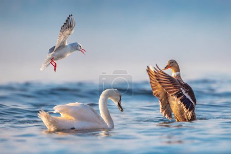 Photo for Seagulls, swans, water ducks floating in a sea water at sunrise - Royalty Free Image
