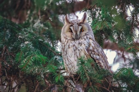 Foto de Long-eared owl wildlife bird watching from a pine tree branch in a mystery wood - Imagen libre de derechos