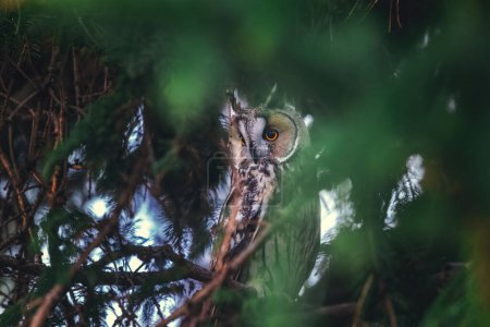 Téléchargez les photos : Long-eared owl wildlife bird watching from a pine tree branch in a mystery wood - en image libre de droit