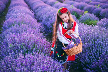 Foto de Chica búlgara en vestido folclórico tradicional étnico recogiendo hierbas de lavanda en la cesta durante la puesta del sol sobre el campo - Imagen libre de derechos