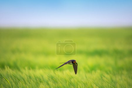 Téléchargez les photos : Hirondelle rustique oiseau en vol au-dessus d'un champ agricole vert à la campagne - en image libre de droit