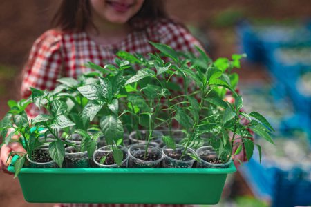 Girl gardener and farmer holds crate with young plants of pepper, fresh seedlings, planting sprouts.