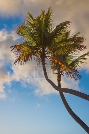 Foto de Paisaje del paraíso playa isla tropical con palmeras contra el amanecer tropical cielo nuboso - Imagen libre de derechos