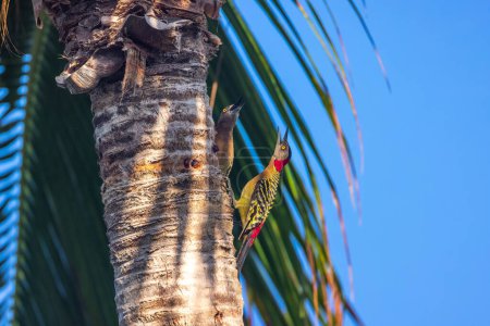 Foto de Pájaro carpintero de vientre rojo en una palmera tropical en la selva tropical - Imagen libre de derechos