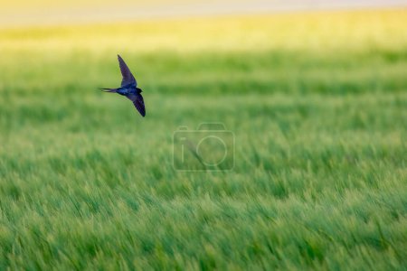 Foto de Granero Tragar pájaro en vuelo sobre el campo agrícola verde en el campo - Imagen libre de derechos