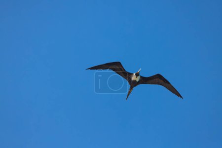 Téléchargez les photos : Magnifique vue d'ensemble des frégates volant dans le ciel bleu des Caraïbes. Punta Cana, République dominicaine - en image libre de droit