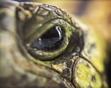 Foto de Primer plano macro disparo de un ojo de tortuga - Imagen libre de derechos