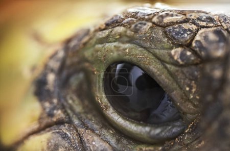 Téléchargez les photos : Gros plan macro plan d'un oeil de tortue - en image libre de droit