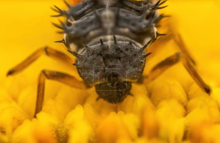 Téléchargez les photos : Macro gros plan de punaises d'insectes sur une fleur jaune en fleurs comme fond - en image libre de droit