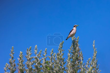 Photo for Wheatear bird passerine standing on a blooming tree branch with grasshopper in beak. - Royalty Free Image