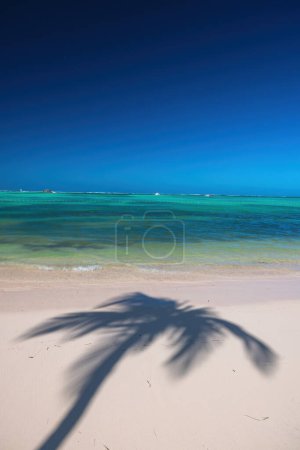 Photo for Exotic island beach with palm trees on the Caribbean Sea shore, summer tropical holiday - Royalty Free Image