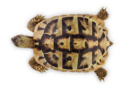Photo for Turtle isolated on a white background. Clipping path - Royalty Free Image