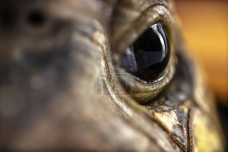 Téléchargez les photos : Turtle eye and head Gros plan macro shot - en image libre de droit