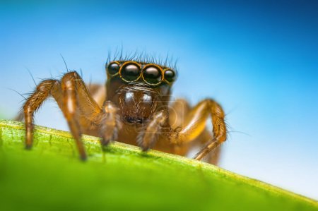 Téléchargez les photos : Macro gros plan de l'araignée sauteuse sur une feuille verte - en image libre de droit