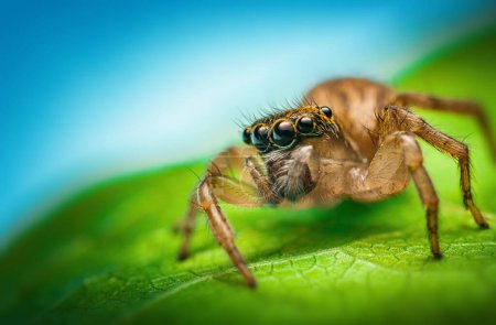 Téléchargez les photos : Macro gros plan de l'araignée sauteuse sur une feuille verte - en image libre de droit