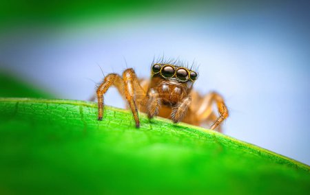 Photo for Jumping spider macro closeup on a green leaf - Royalty Free Image