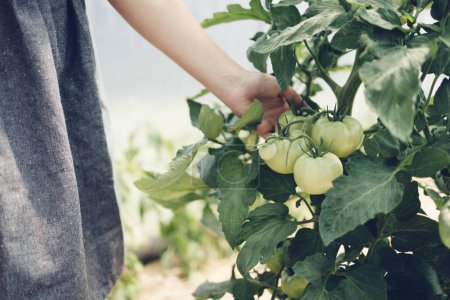 Foto de Mujer agricultora toca verduras y plantas de tomate orgánico en un invernadero. Tomates maduros en un jardín - Imagen libre de derechos