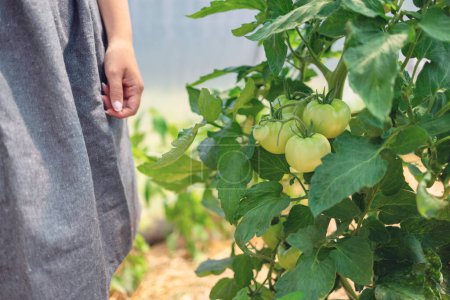 Téléchargez les photos : Femme agricultrice mains et légumes et plantes de tomates biologiques dans une serre. Tomates mûres dans un jardin - en image libre de droit