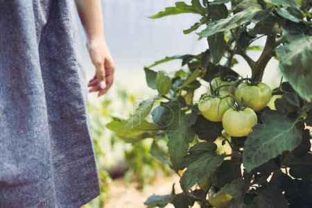 Foto de Mujer agricultora cuidar de verduras y plantas de tomate orgánico en un invernadero. Tomates maduros en un jardín. - Imagen libre de derechos