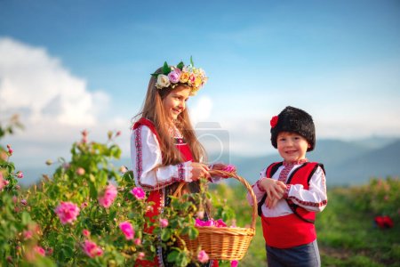 Photo for Bulgarian Rose Damascena field, Roses valley Kazanlak, Bulgaria. Boy and girl in ethnic folklore clothing harvesting oil-bearing roses at sunrise. - Royalty Free Image