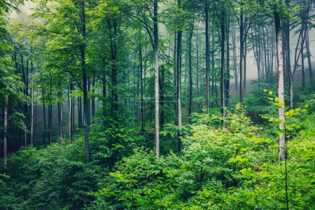 Téléchargez les photos : Grand arbre vert et brouillard dans la forêt verte brumeuse - en image libre de droit