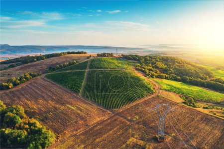 Photo for Vineyard agricultural fields in the countryside, beautiful aerial landscape during sunrise. - Royalty Free Image