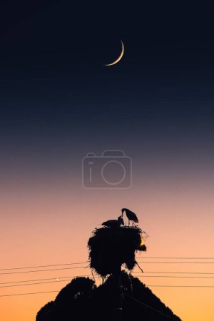 Téléchargez les photos : Cigogne famille et nouveau-nés cigognes se nourrissant contre la lune et le ciel nocturne dans un nid. - en image libre de droit