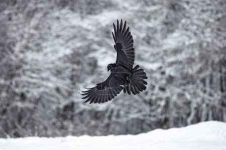 Foto de Pájaro cuervo negro volador (Corvus corax) con alas abiertas y lluvia bokeh, vida silvestre en la naturaleza - Imagen libre de derechos