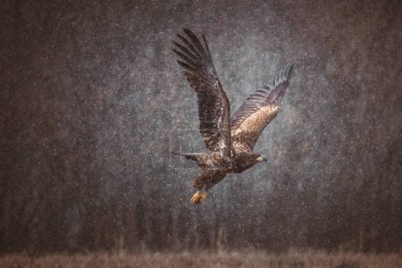 Photo for Flying golden white tailed eagle with open wings attack landing swoop hand - Royalty Free Image