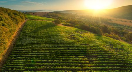Photo for Vineyard agricultural fields in the countryside, beautiful aerial landscape during sunrise. - Royalty Free Image