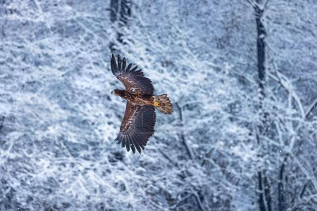 Photo for Flying golden white tailed eagle with open wings attack landing swoop - Royalty Free Image