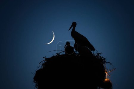 Téléchargez les photos : Lune, ciel nocturne et cigognes en famille dans le nid. Cigogne et poussins nouveau-nés. - en image libre de droit