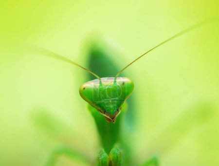 Foto de Orando Mantis Selva tropical o Mantis Europea sobre un fondo de naturaleza de hoja verde. - Imagen libre de derechos