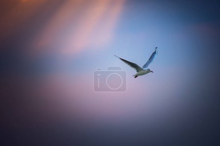Téléchargez les photos : Oiseau mouette volant sur ciel bleu au-dessus des vagues au lever du soleil - en image libre de droit