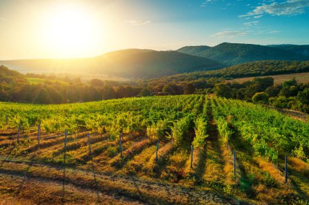 Téléchargez les photos : Vignoble champs agricoles à la campagne, beau paysage aérien au lever du soleil. - en image libre de droit