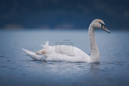 Photo for Swan in the sea water in the morning - Royalty Free Image
