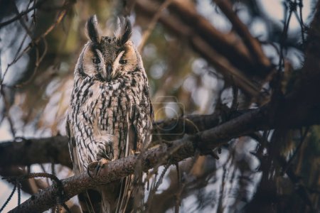 Photo for Long-eared owl wildlife bird watching from a pine tree branch in a mystery wood - Royalty Free Image